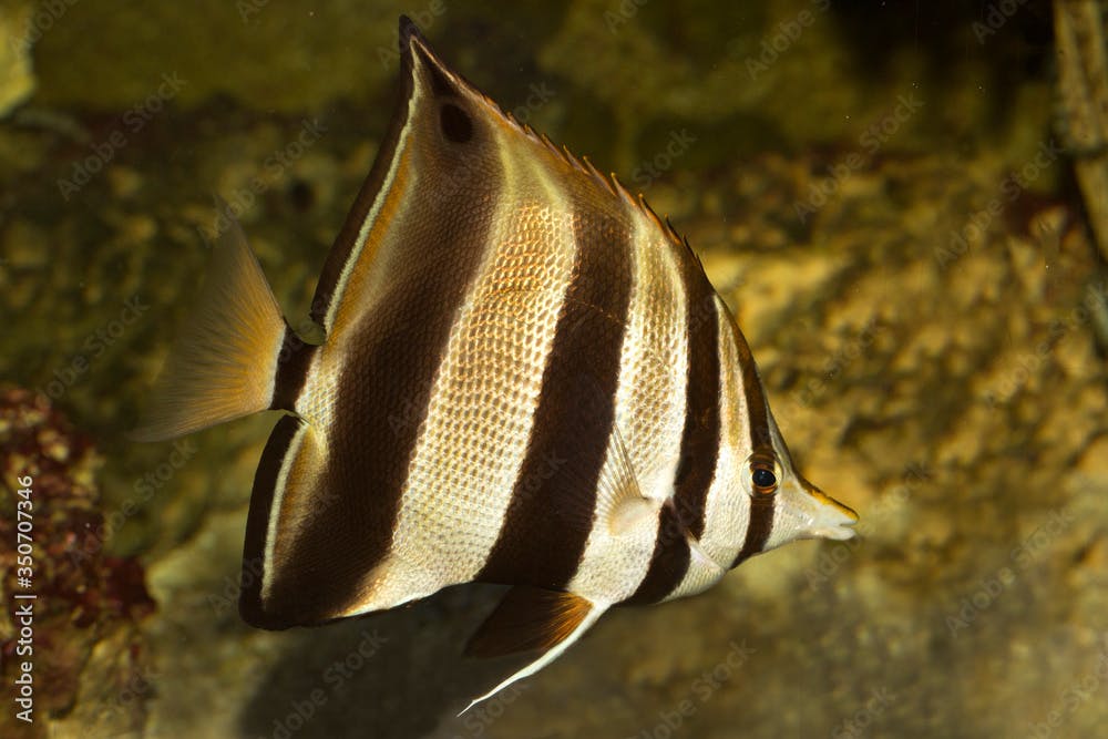 Eastern talma,  truncate coralfish  (Chelmonops truncatus ).