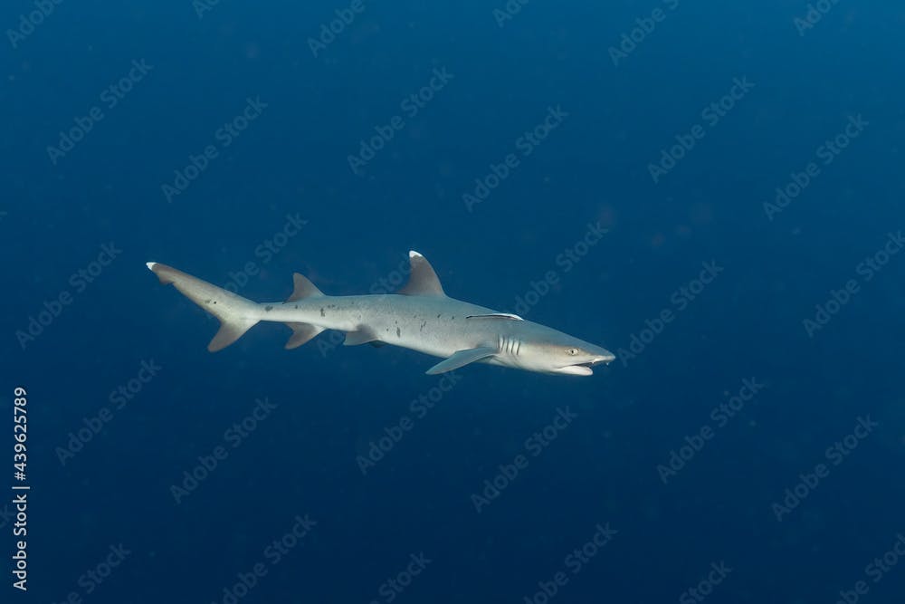 Whitetip reef shark (Triaenodon obesus) in Maldives