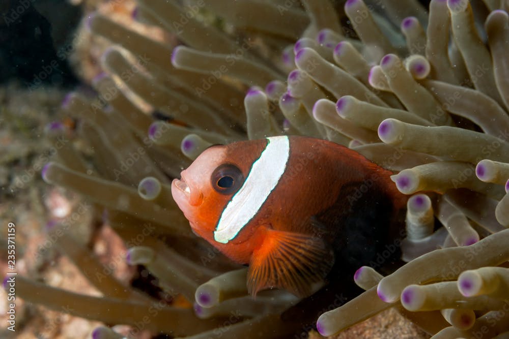 tomato clownfish,Amphiprion frenatus,