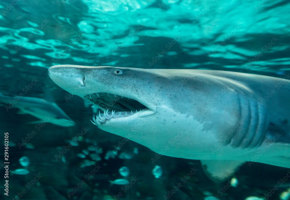 Close up underwater shot of sand tiger shark, carcharias taurus