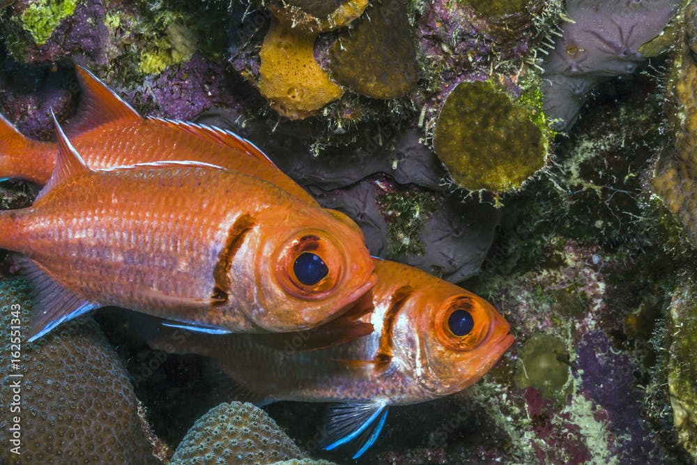 Myripristis jacobus, Blackbar soldierfish