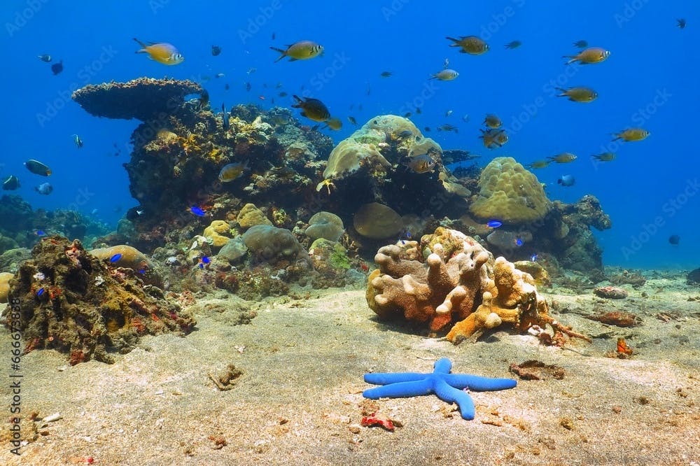 Blue starfish and rich tropical coral reef with swimming fish. Scuba diving in the shallow tropical sea with marine wildlife. Blue ocean, coral reef, sea star  and fish.