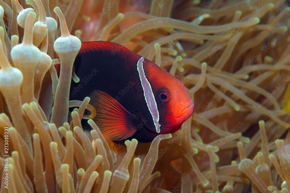 Cinnamon clownfish, red and black anemonefish, black-backed anemonefish or dusky anemonefish (Amphiprion melanopus), South China Sea, Pulau Redang Island, Malaysia, Asia