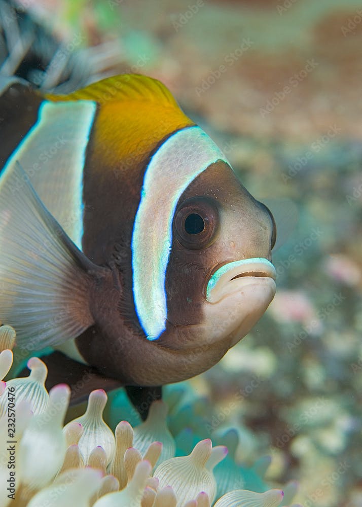 McCulloch's anemonefish