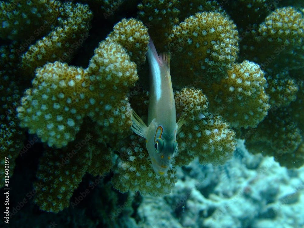 Arc-eye hawkfish (Paracirrhites arcatus) perching on coral, Borneo
