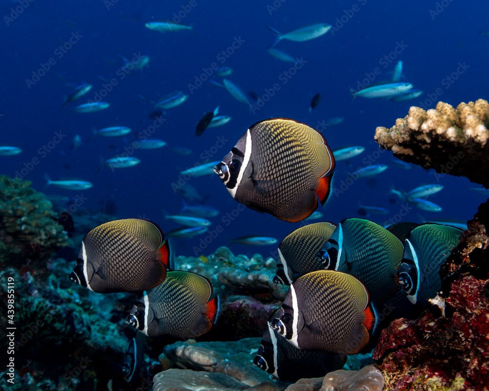 Head-band Butterflyfish (chaetodon collare) in Maldives
