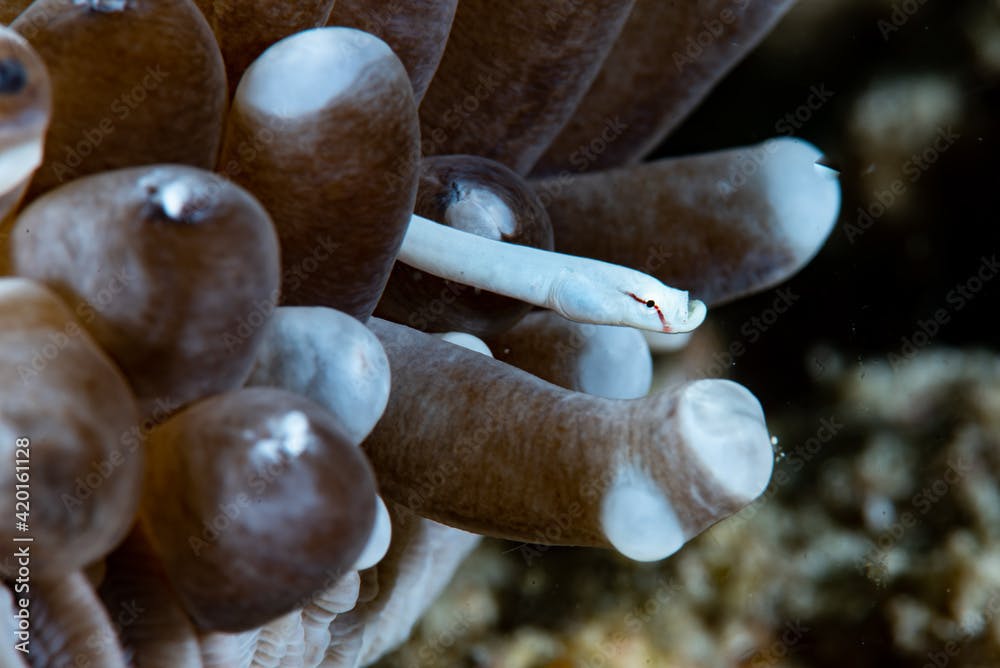 Mushroom-coral Pipefish (Siokunichthys nigrolineatus) Underwater Photography