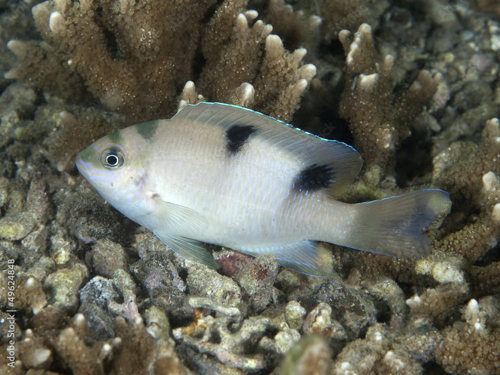 Coral fish White damsel