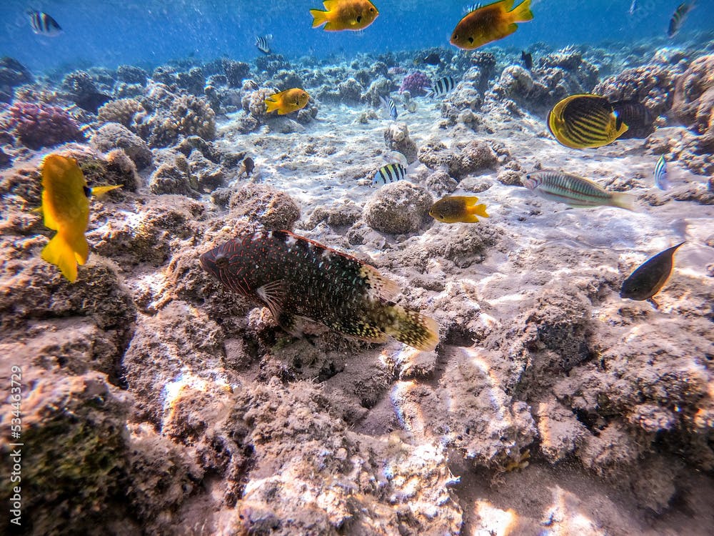 Abudjubbe's wrasse (Cheilinus abudjubbe) at the Red Sea coral reef..