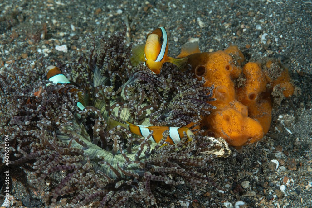 tre pesci pagliaccio, Amphiprion akindynos, all'interno di un anemone di mare