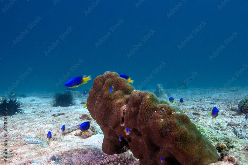 Caerulean Damsel, Pomacentrus caeruleus, swimming around a little coral in the sea bottom