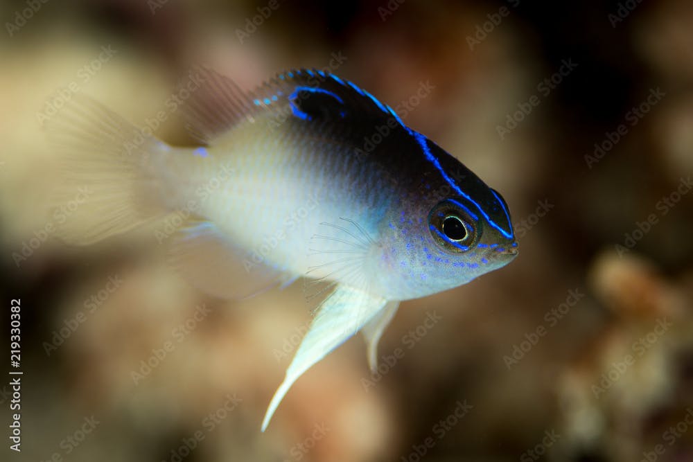 juvenile threespot damsel fish