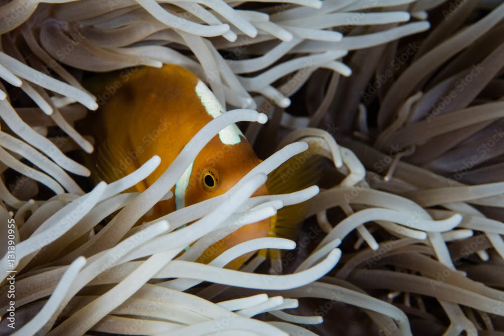 White Bonnet Anemonefish Hidden by Anemone Tentacles