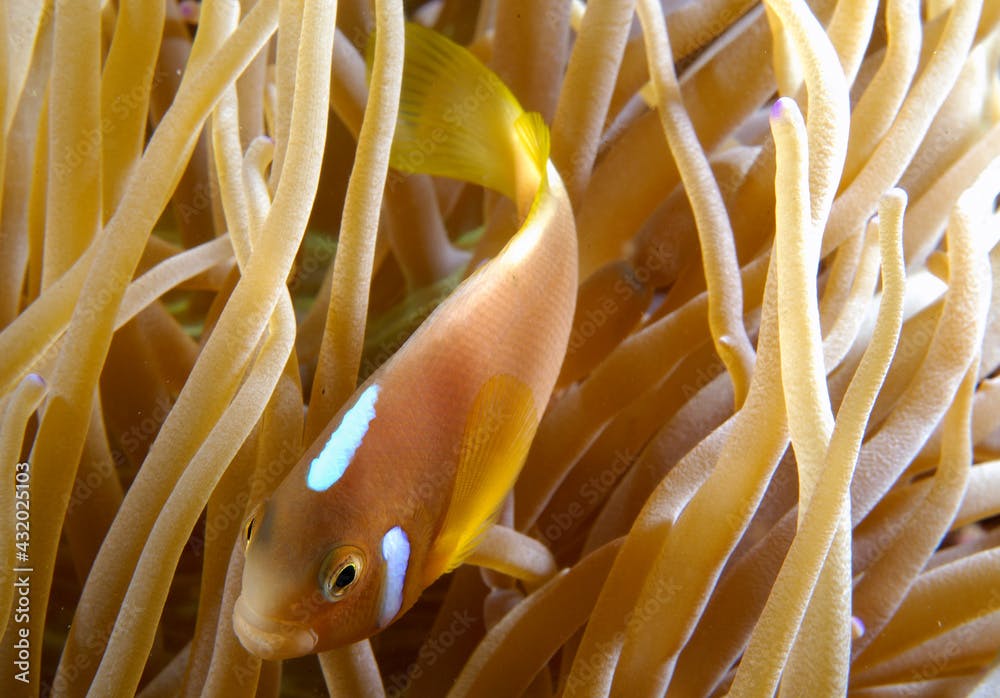 A white bonnet anemonefish.