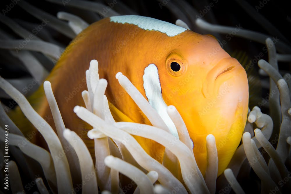 Bonnet clownfish swimming in front of anemone in Papua New Guinea coral reef (Amphiprion leucokranos)