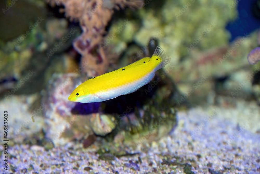A juvenile Yellow and Purple Wrasse, Halichoeres leucoxanthus, also known as the Four Spot or White Wrasse
