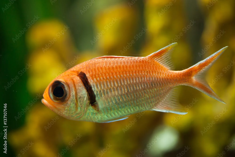Doubletooth soldierfish (Myripristis hexagona).