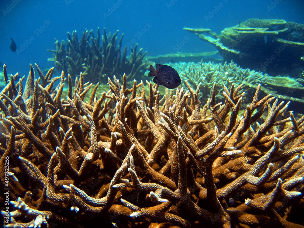 Coral reef of Maldives - Acropora Nobilis and Stegastes Adustus