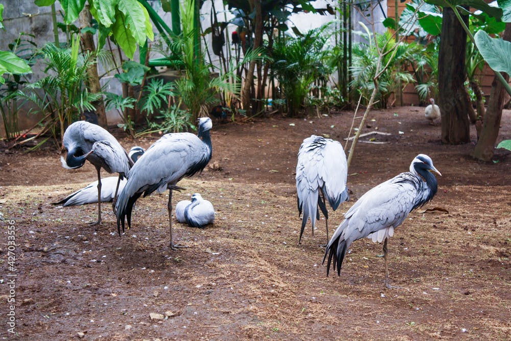 Flock of Demoiselle Crane standing and sitting on ground in Malang, East Java, Indonesia. Trees and plants in background. No people. 
