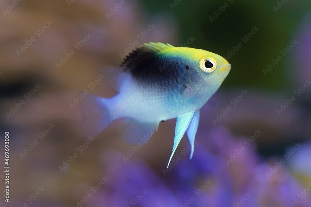 Rolland's Damselfish, Chrysiptera rollandi, also known as Black Cap Damselfish. This variety and coloring is from Vanuatu