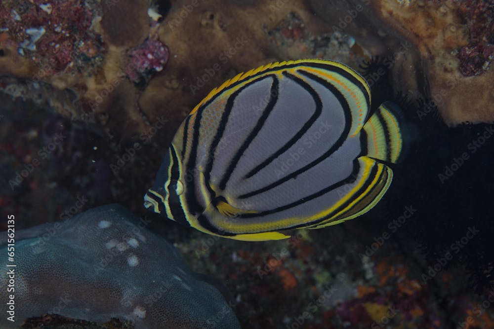 Meyer’s butterflyfish (Chaetodon meyeri in Latin). Other names: Maypole Butterflyfish and the Scrawled Butterflyfish.