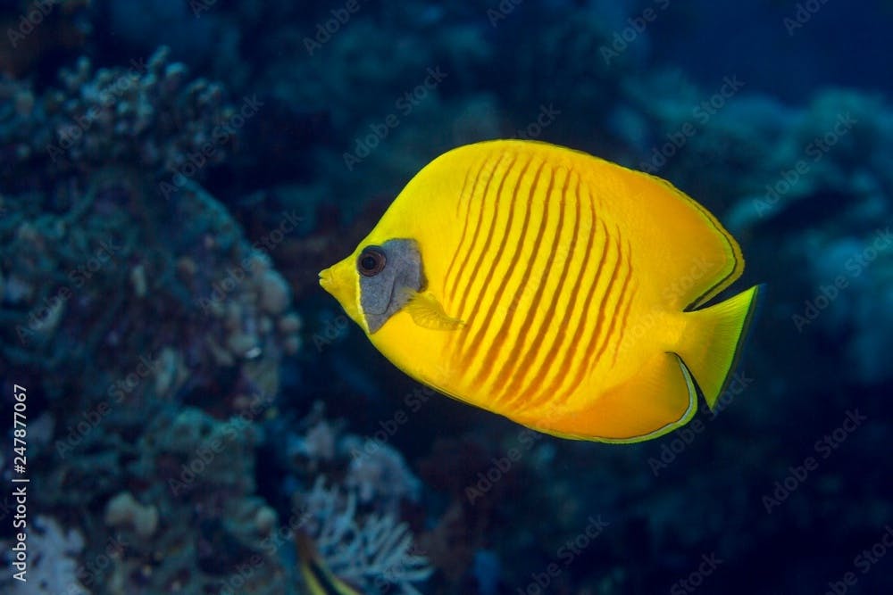 Bluecheek butterflyfish (Chaetodon semilarvatus), To Hal Hal Hal Reef, Safaga, Red Sea, Egypt, Africa