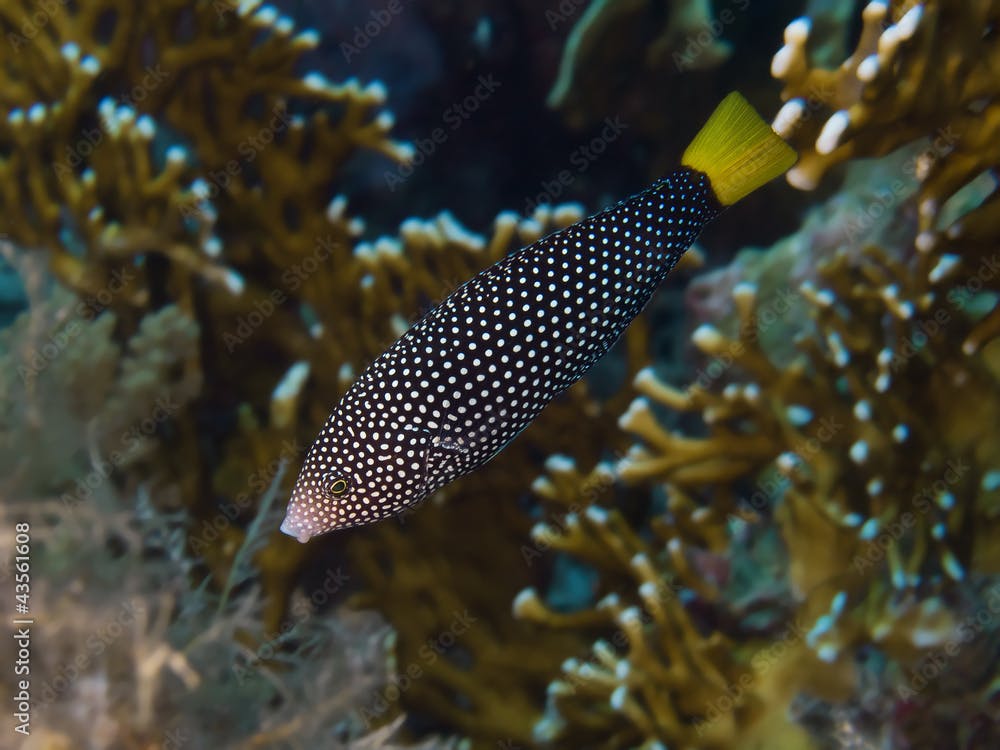 Tropical reef fish Yellow-Tail Tamarin