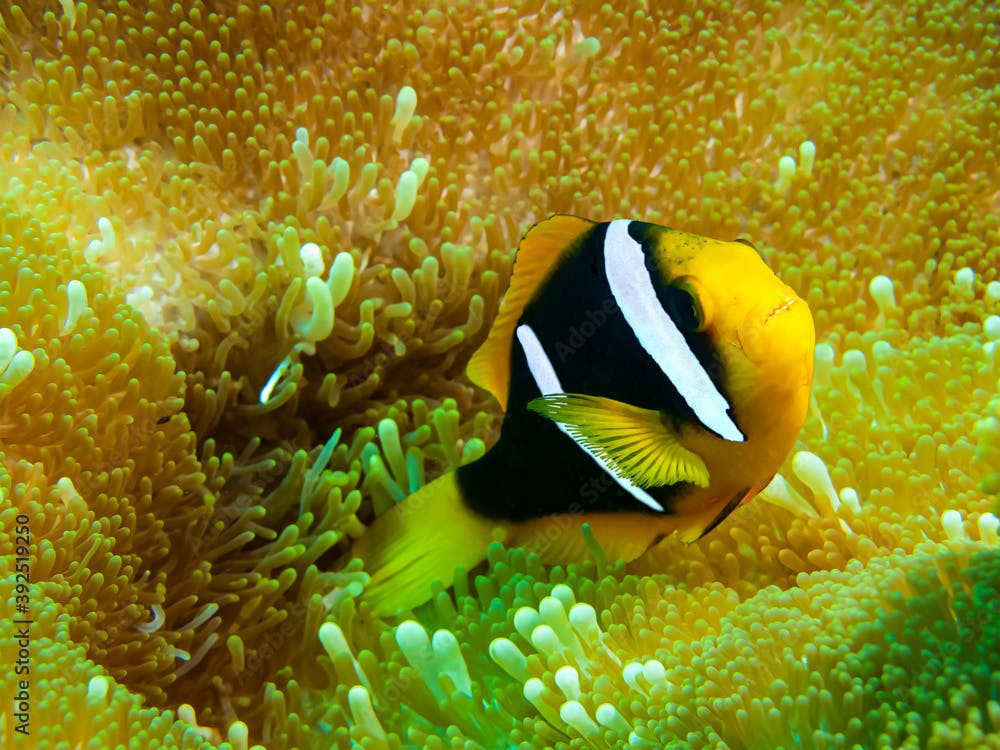 Orange-fin Anemonefish (Amphiprion chrysopterus) - Fiji