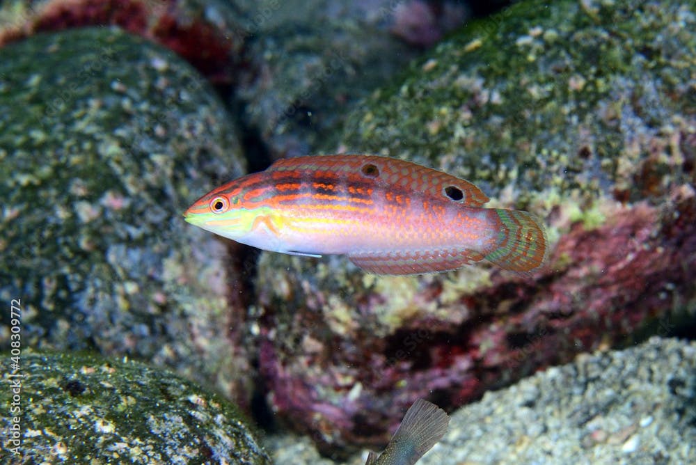 ニシキキュウセンの幼魚