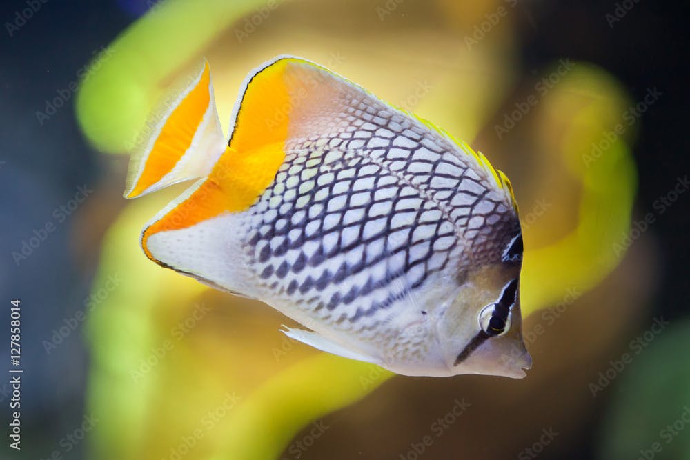 Pearlscale butterflyfish (Chaetodon xanthurus)