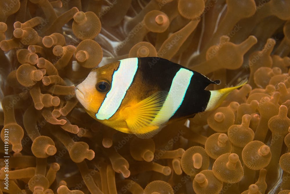 Clark’s anemonefish (Amphiprion clarkii) near Kapalai, Malaysia