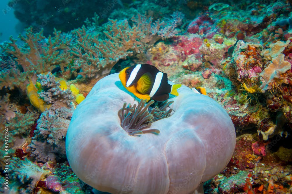 close up macro Allard's clownfish (Amphiprion allardi) in a sea anemone coral maldives