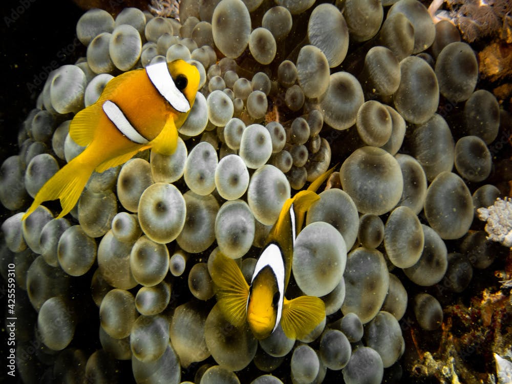 Underwater photography of a liveaboard diving trip in the Red Sea (Egypt)