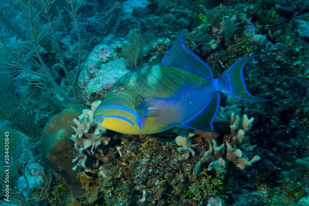 Queen Triggerfish (Balistes vetula) Ambergris Caye, Hol Chan Marine Preserve, Belize 
