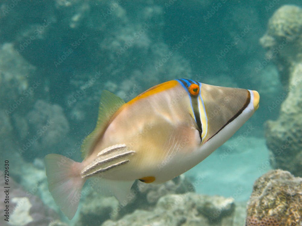 Reef coral fish Arabian Picassofish