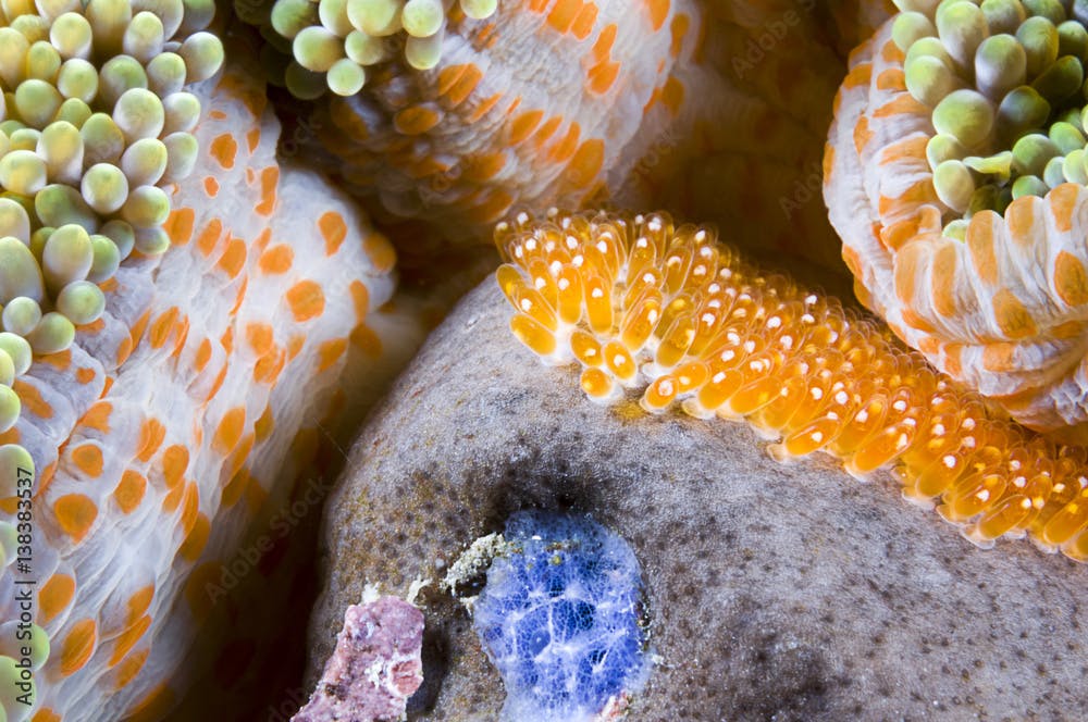 Fish eggs of skunk anemonefish, Amphiprion akallopisos, Komodo Island, Indonesia, Indo-Pacific.