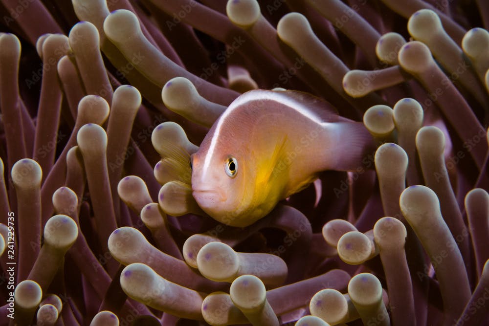 An Nosestripe Anemonefish - Skunk Clownfish (Amphiprion Akallopisos) in its anemone facing the camera. Orange body with white stripe across its back.