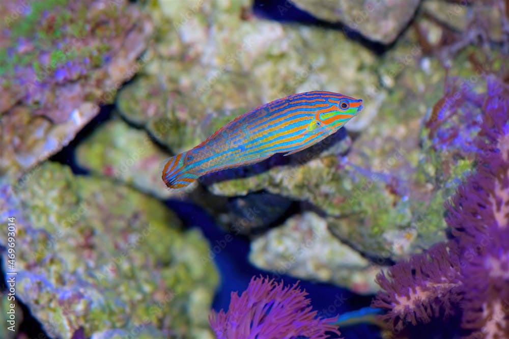 Halichoeres cosmetus, commonly called the Adorned Wrasse, a saltwater fish from the Indian Ocean, adult form
