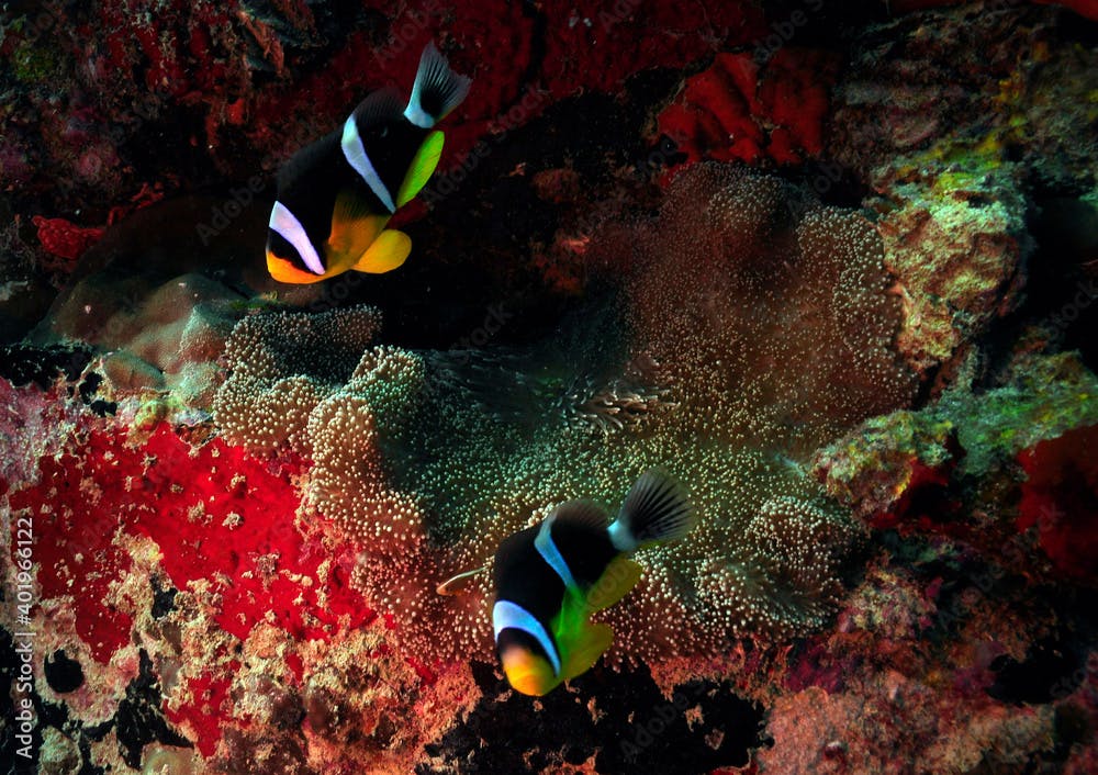 Two Seychelles Anemonefish (Amphiprion fuscocaudatus) snuggles in its protective anemone