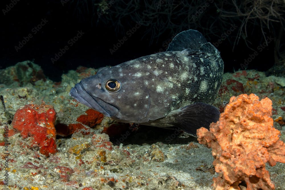 Whitespotted grouper (Epinephelus coeruleopunctatus), in Maldives