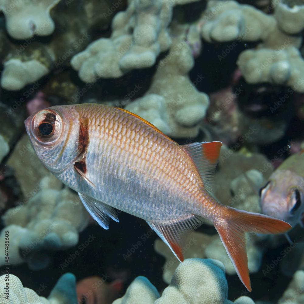 Epaulette Soldierfish (Myripristis Kuntee) Next To Coral Reef; Kona, Island Of Hawaii, Hawaii, United States Of America
