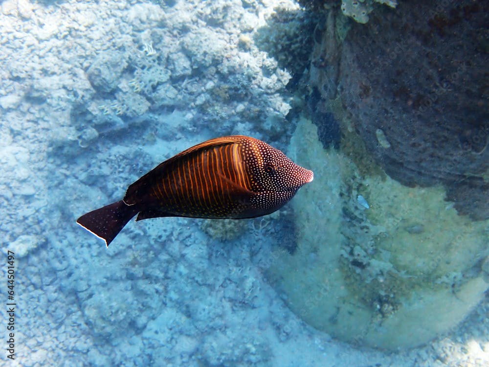 Zebrasoma Veliferum Surgeonfish, underwater scene  