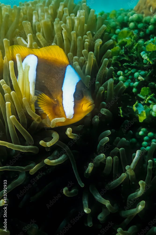 An anemonefish in a host anemone in Madagascar.