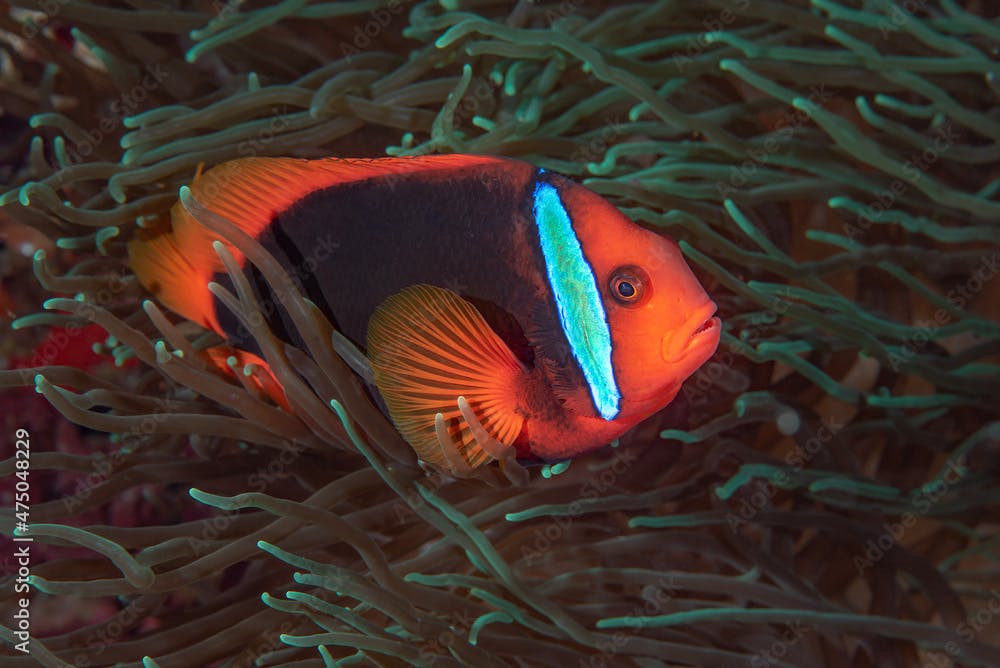 Pesce pagliaccio, Amphiprion melanopus, dentro un anemone di mare