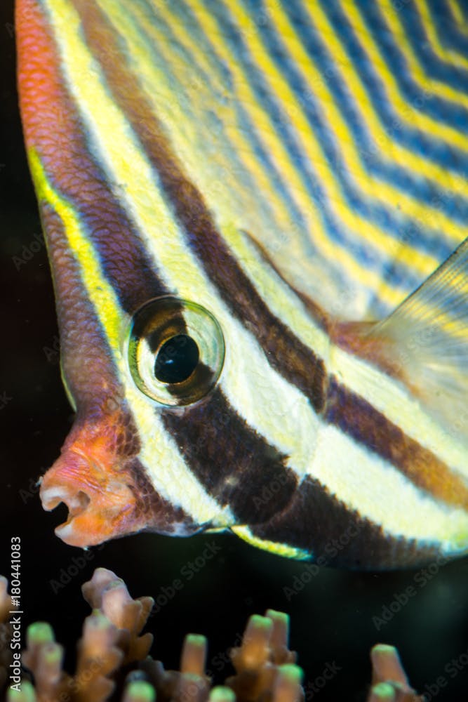 triangular butterflyfish head closeup