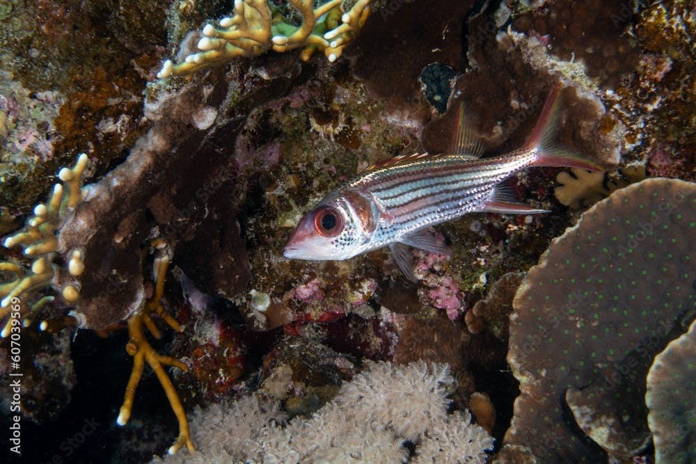 Neoniphon sammara fish swimming around a sharp textured coral reef under the sea