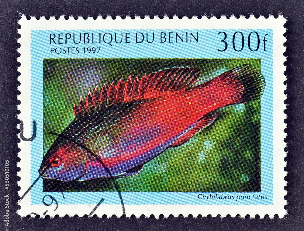 Cancelled postage stamp printed by Benin, that shows Dotted Wrasse (Cirrhilabrus punctatus), circa 1997.