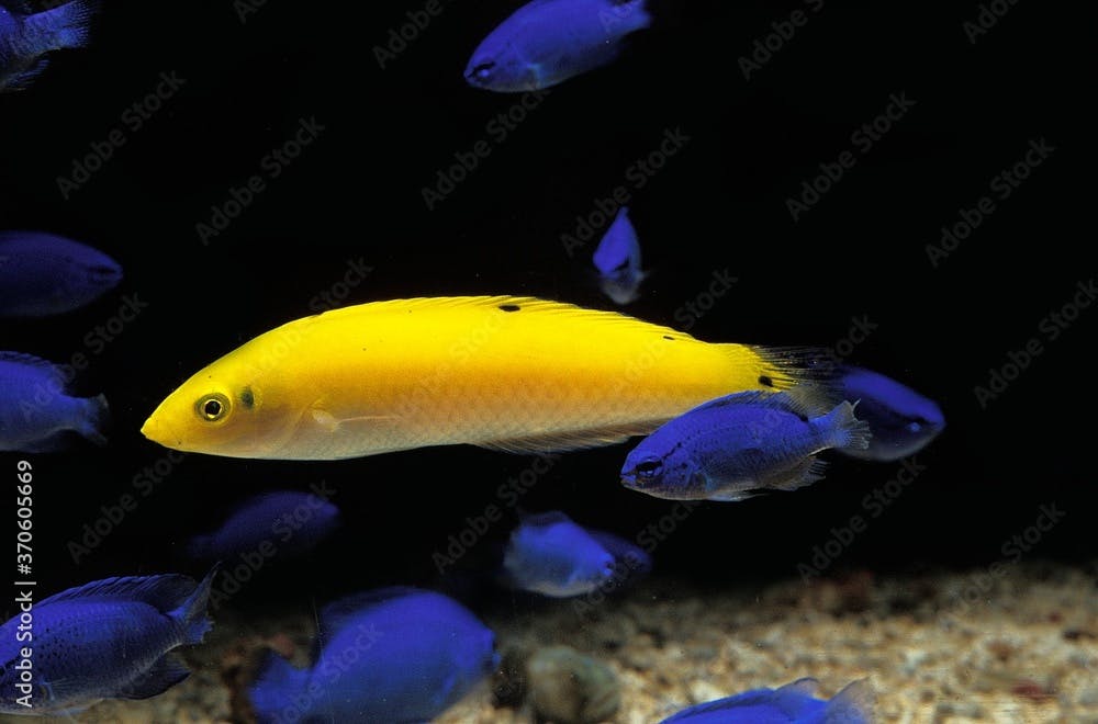 Yellow Wrasse or Canary Wrasse, halichoeres chrysus, Aquarium Fishes