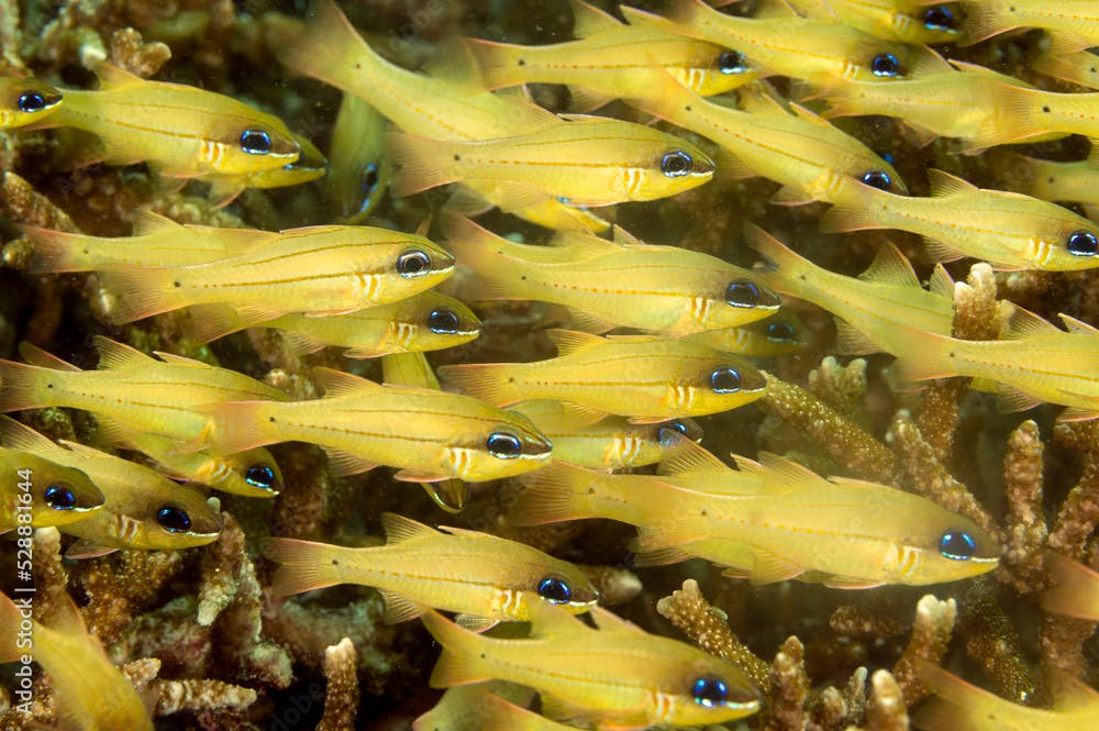 Bargill cardinalfishes, Apagon sealei, Raja Ampat Indonesia.