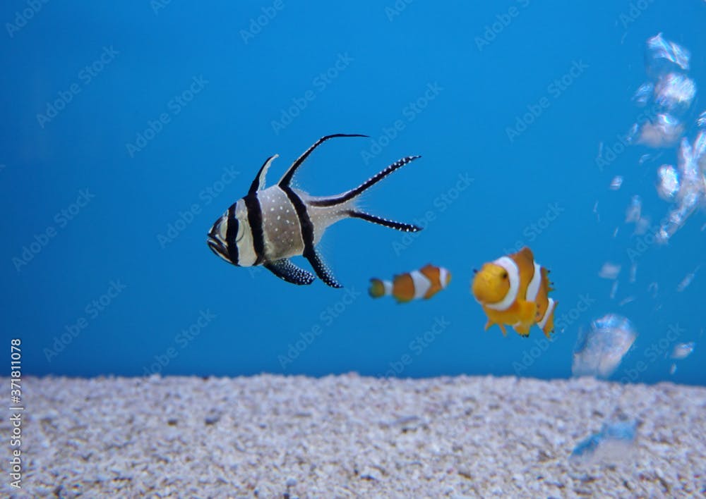 Longfin cardinalfish or kaudern's cardinalfish in the aquarium. Pterapogon hauderri.